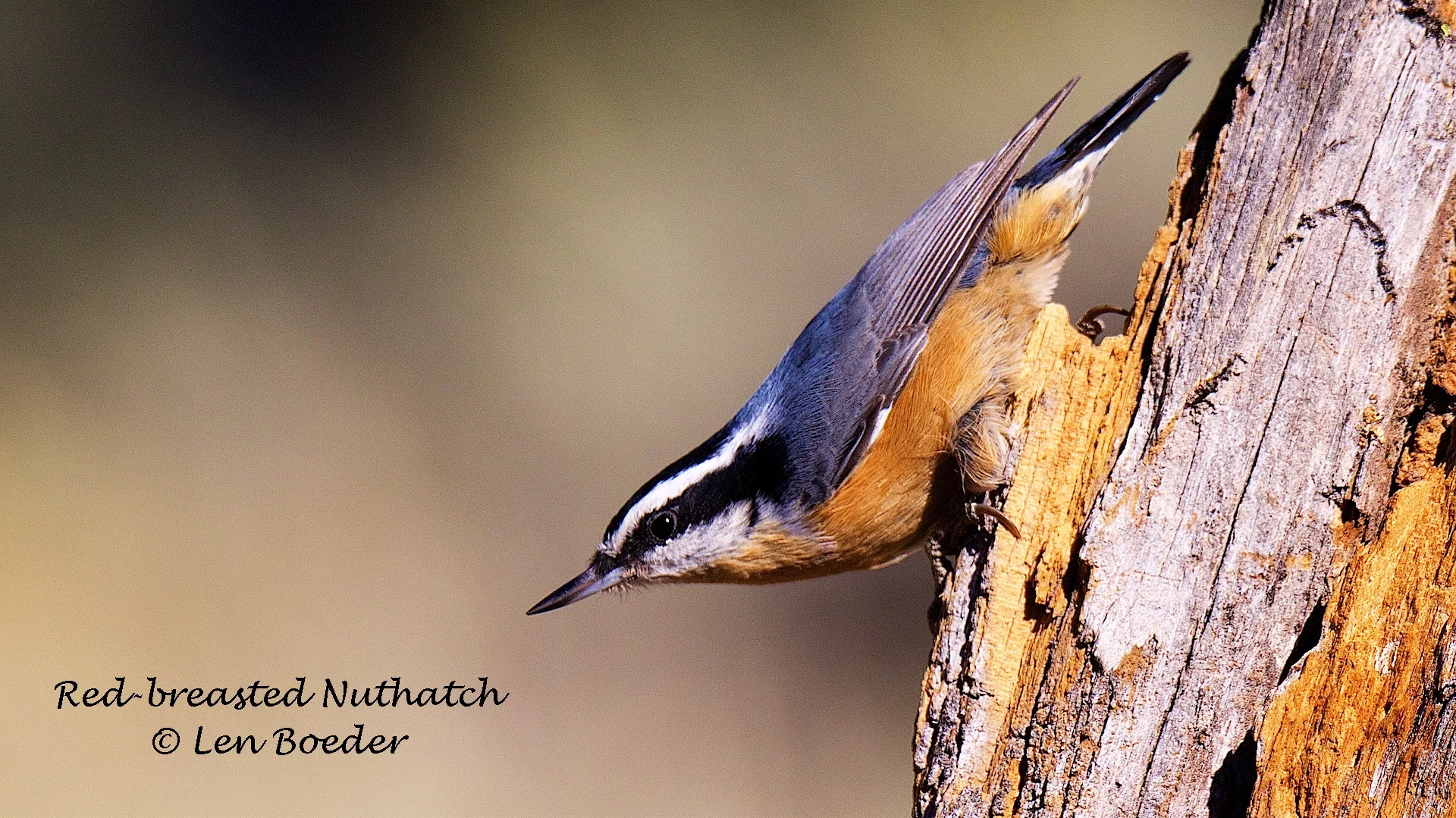 Red-breasted Nuthatch 1050 (1).jpg