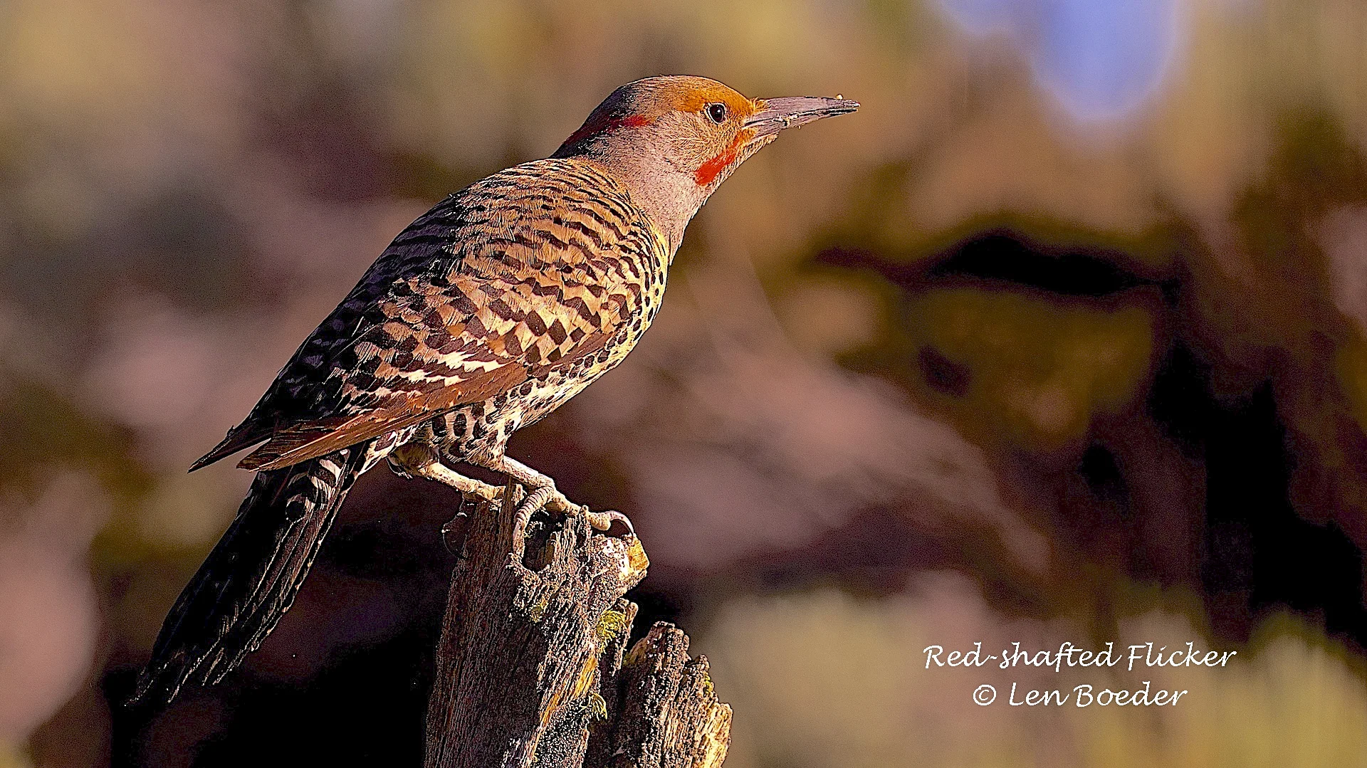 Red-shafted Flicker 987.jpg