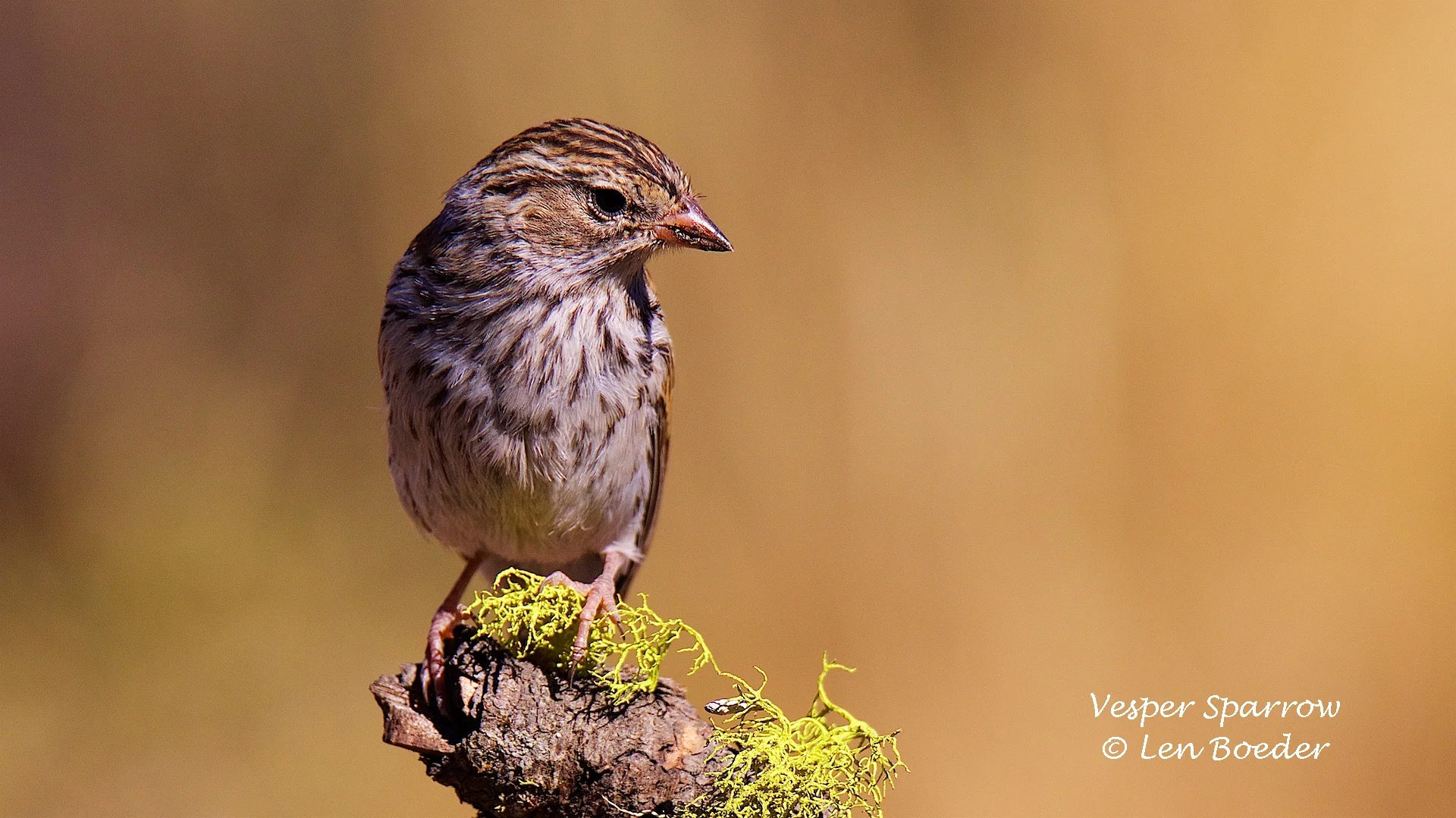 Vesper Sparrow 1051.jpg