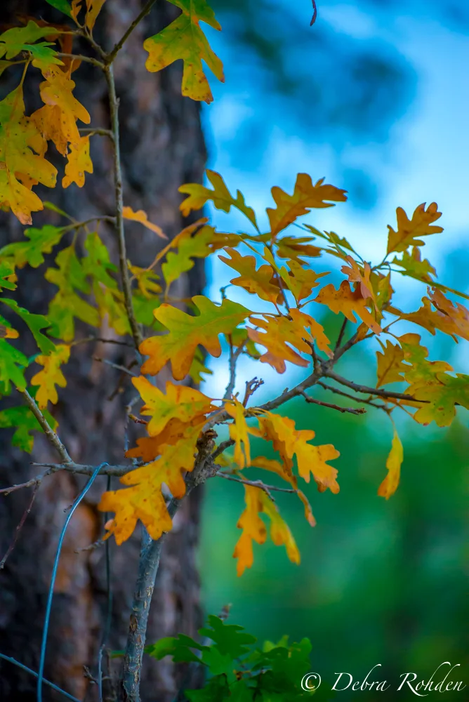 Ah fall!!! Taken at Wood's Canyon Lake.