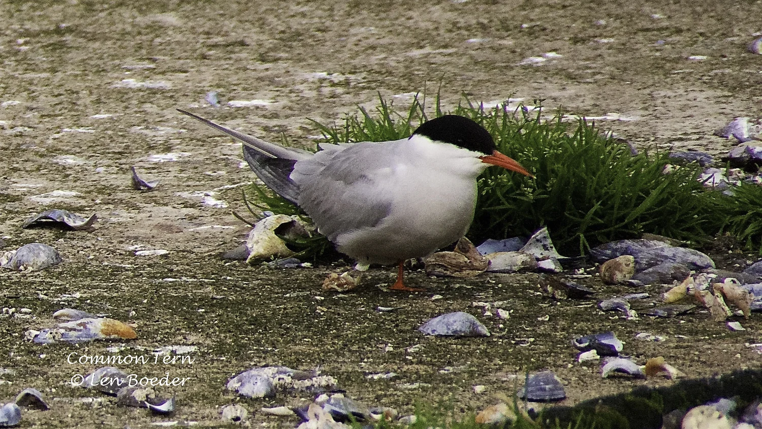 F. Common Tern 1007.jpg