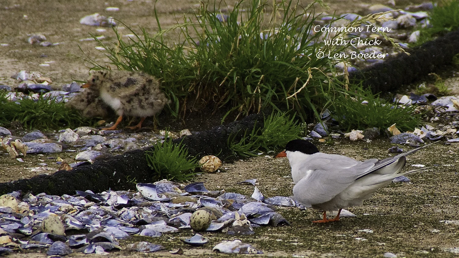 I have never seen a tern chick before. They are cute!!