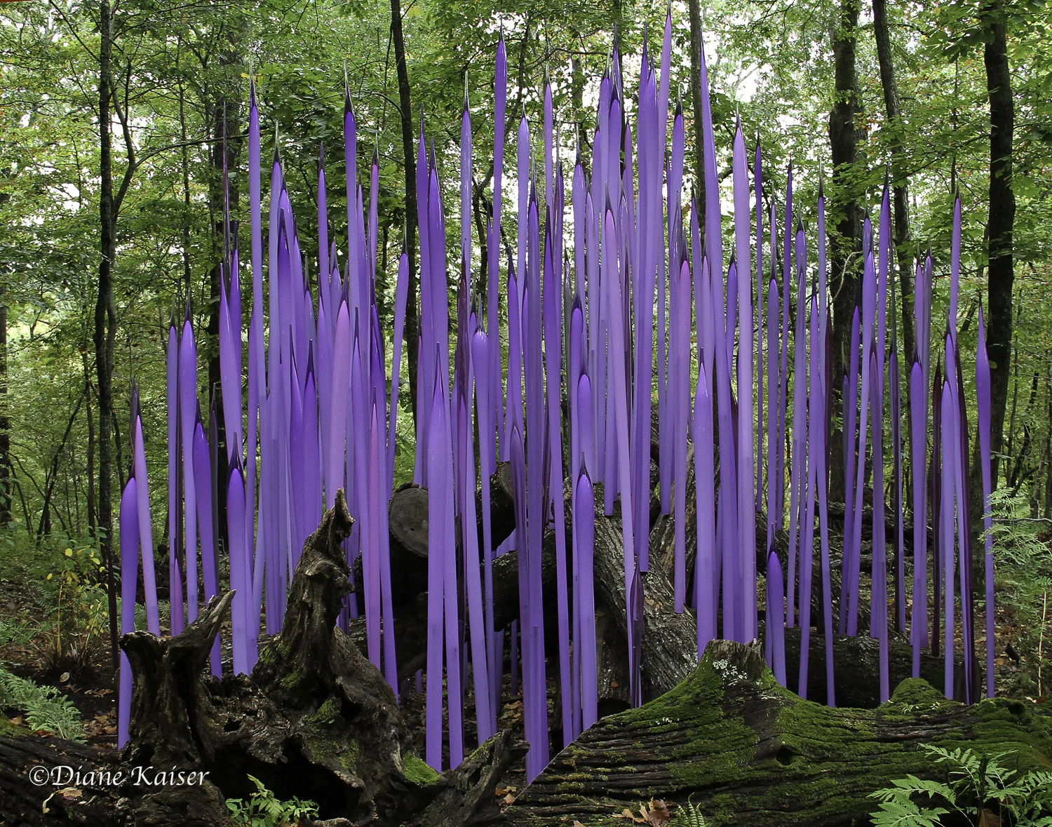 These are Neodymium Reeds on Logs .
