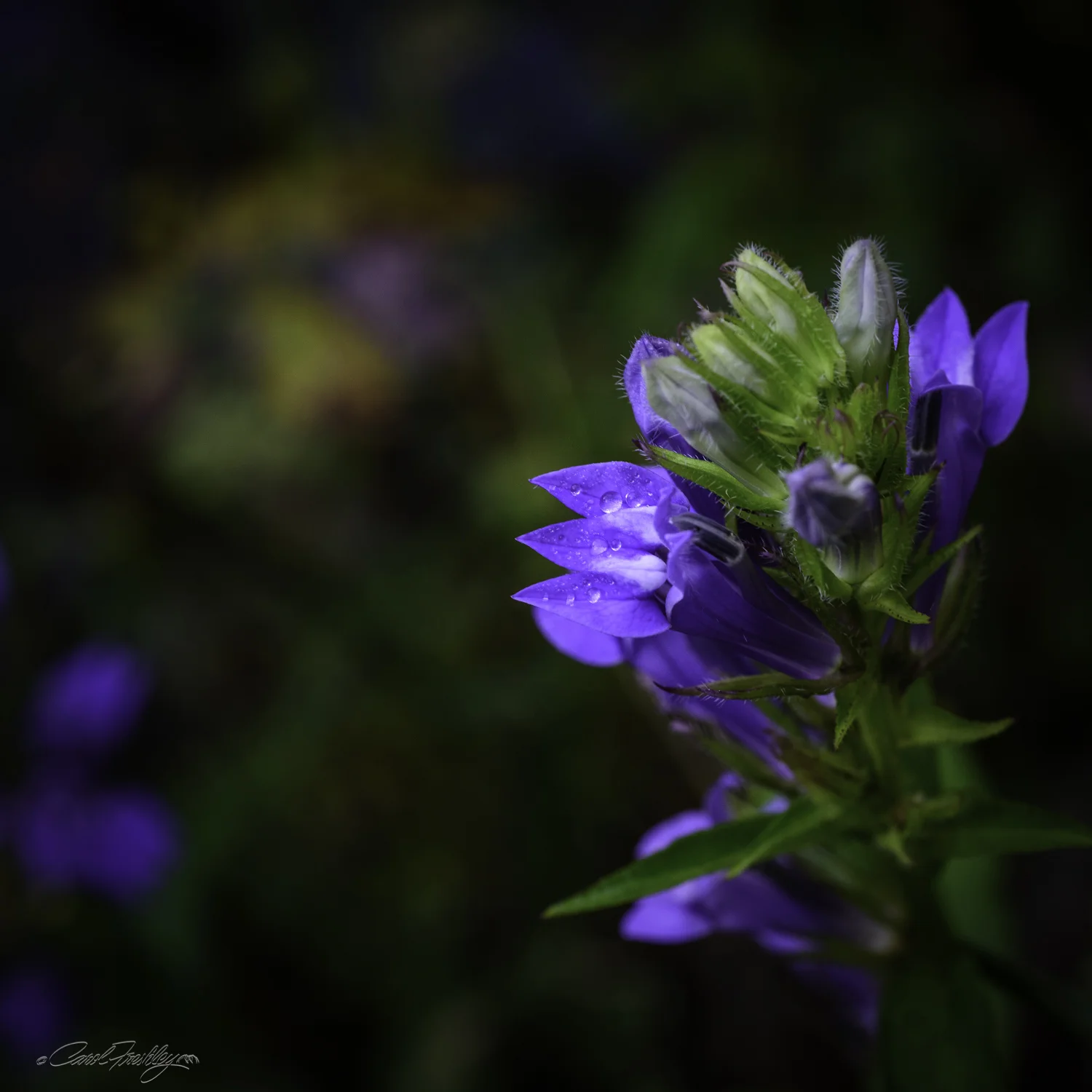 While Tom and Diane mined gold I set out back along the trail looking for the flowers that earlier had been in light not conducive to photographing flowers.