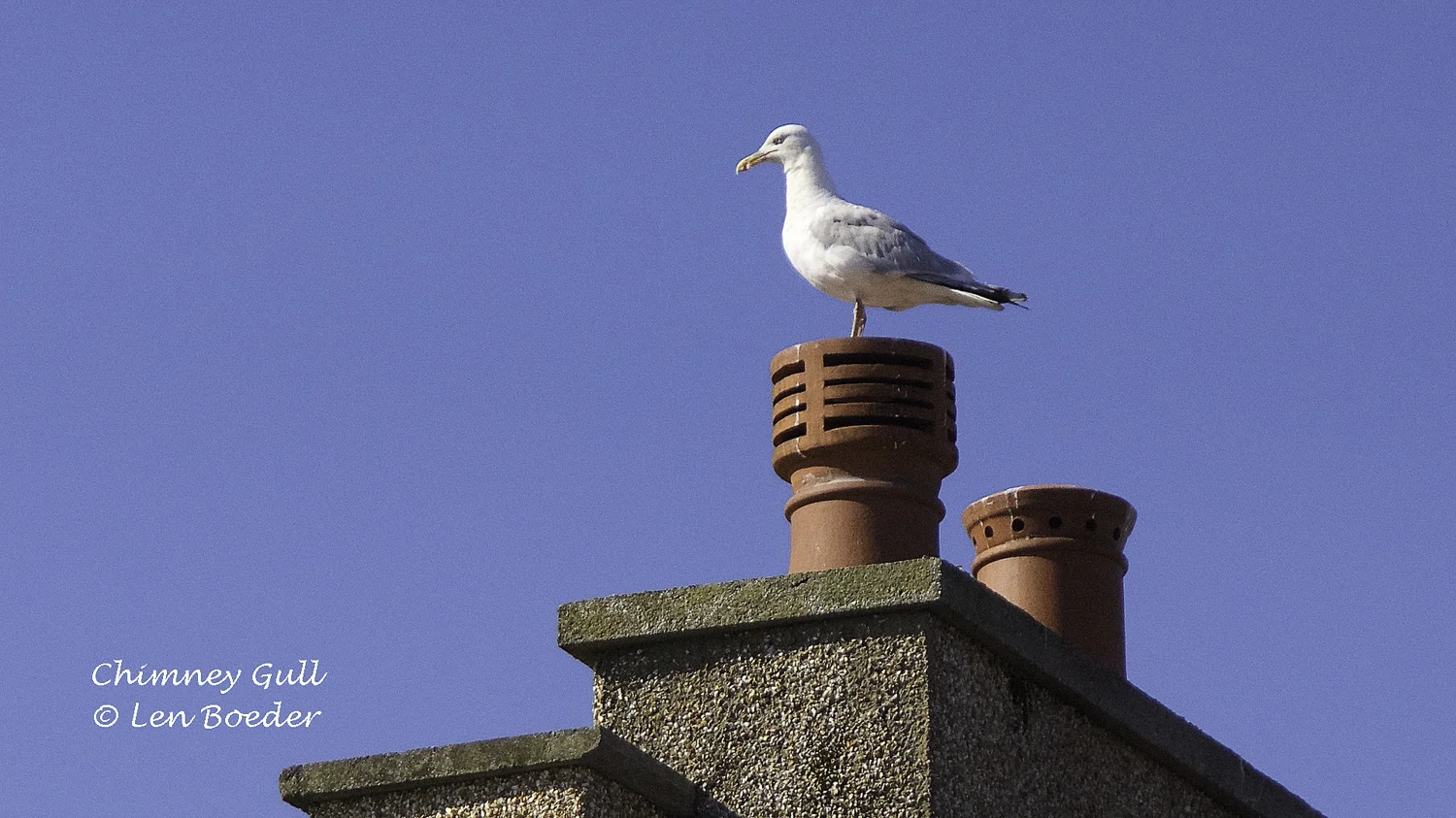Chimney Gull 1034.jpg