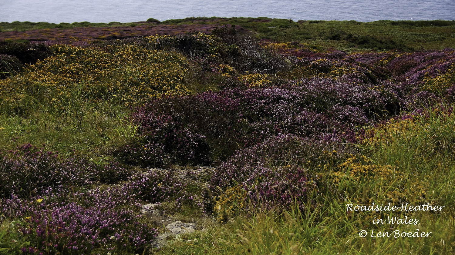 Roadside Heather_.jpg