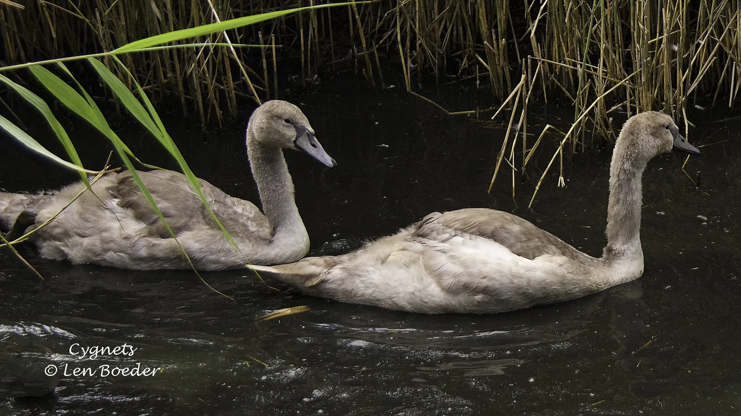 Cygnets 1005.jpg