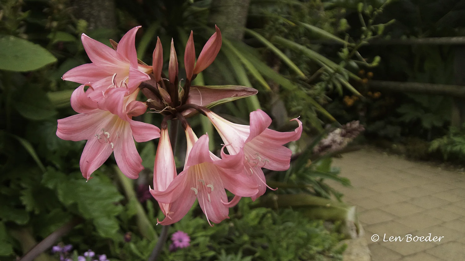 Abbotsbury Garden 1042.jpg