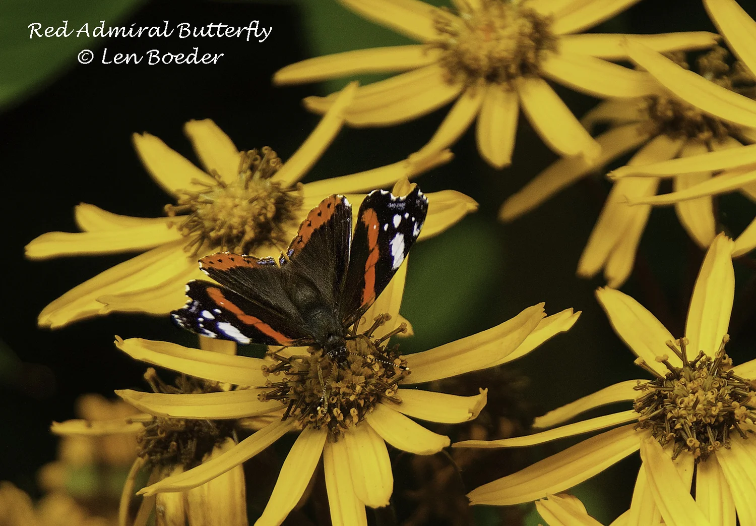 Red Admiral Butterfly 1035.jpg