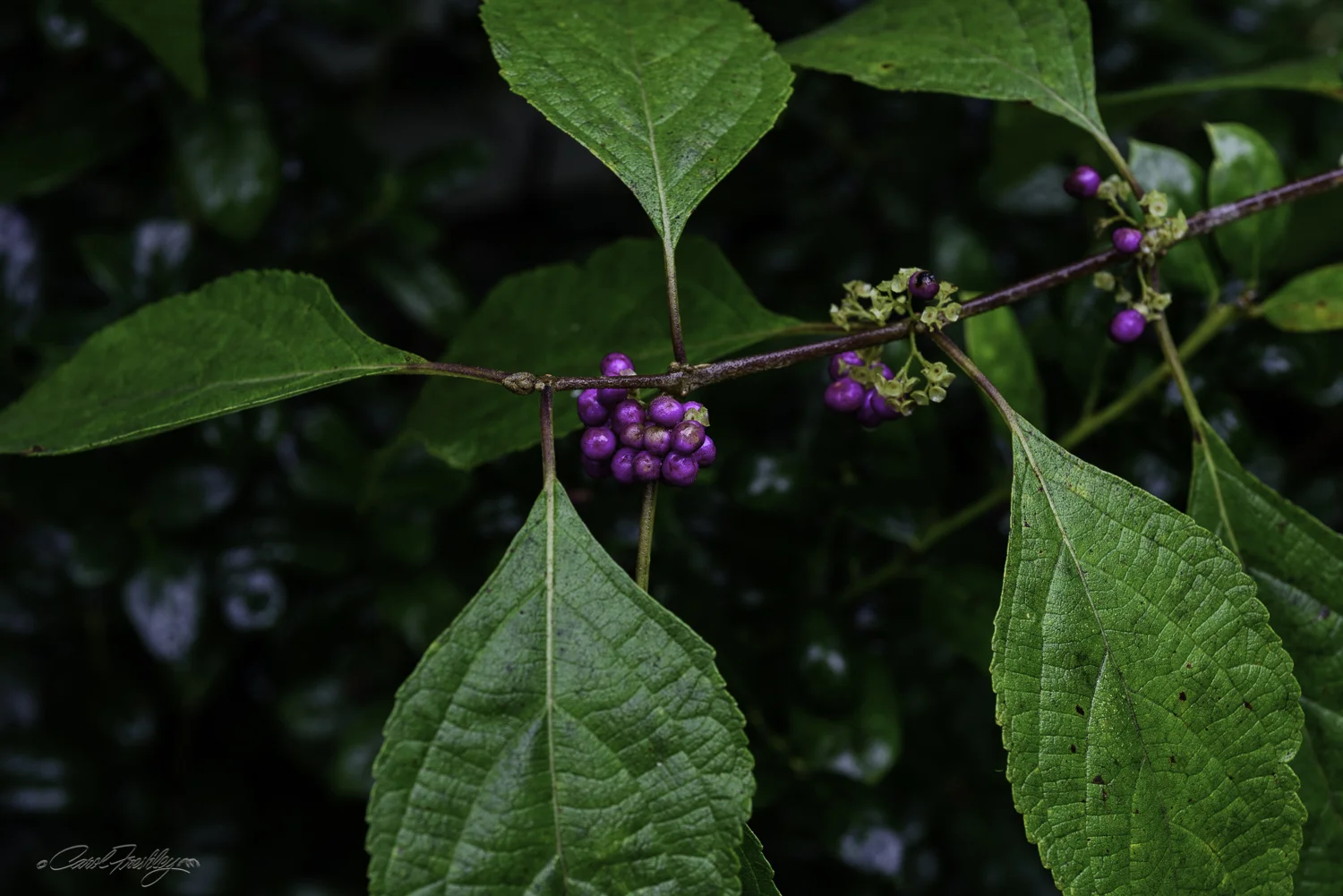 Monica's Garden-3.jpg