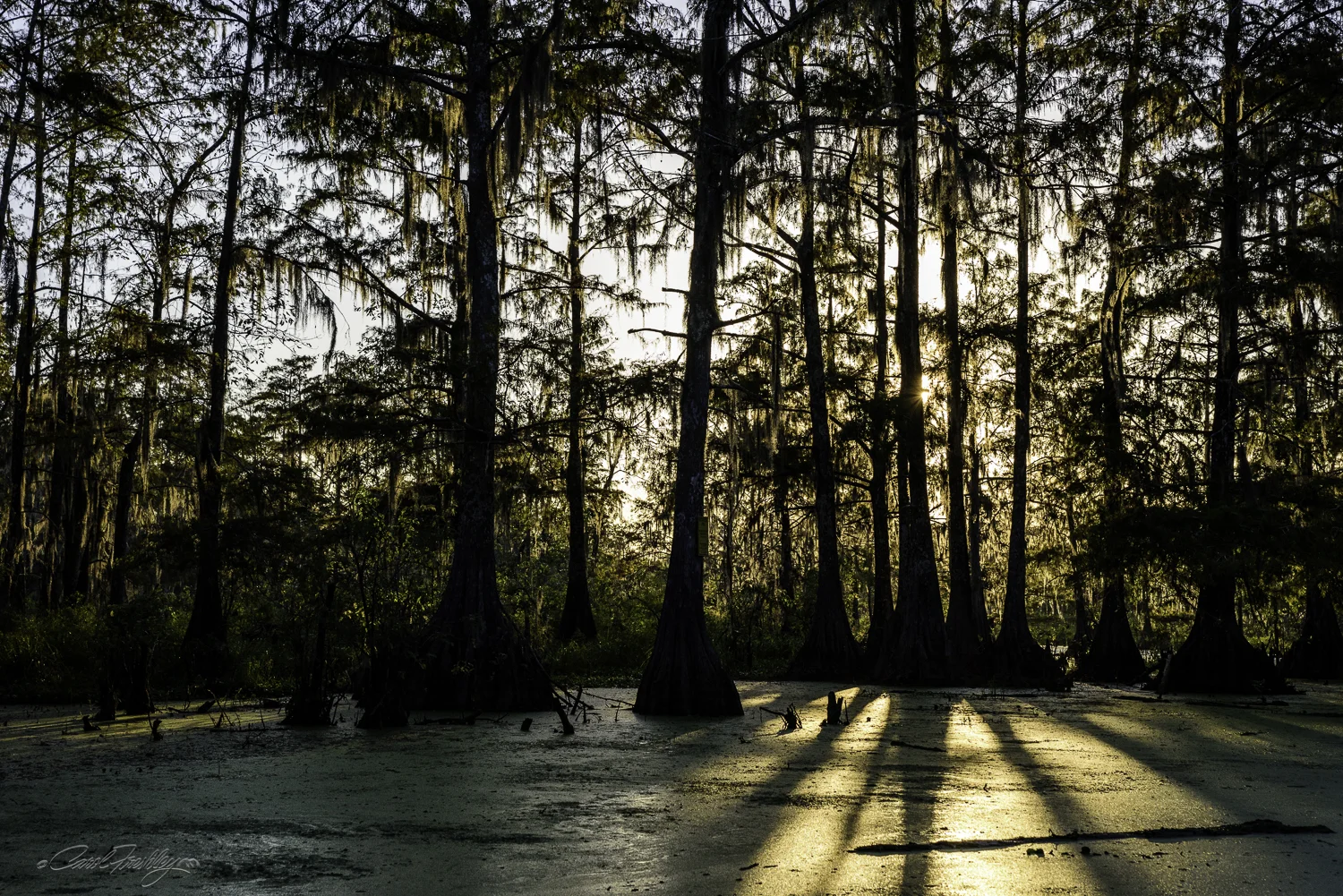 Lake Martin Swamp-86.jpg