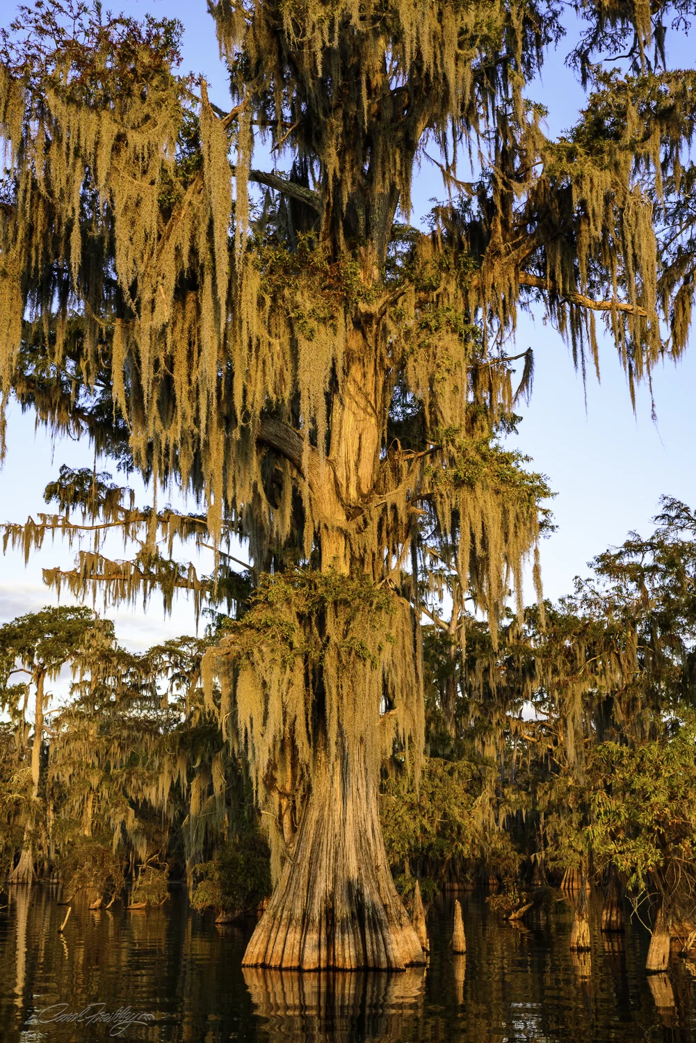 Lake Martin Swamp-153.jpg