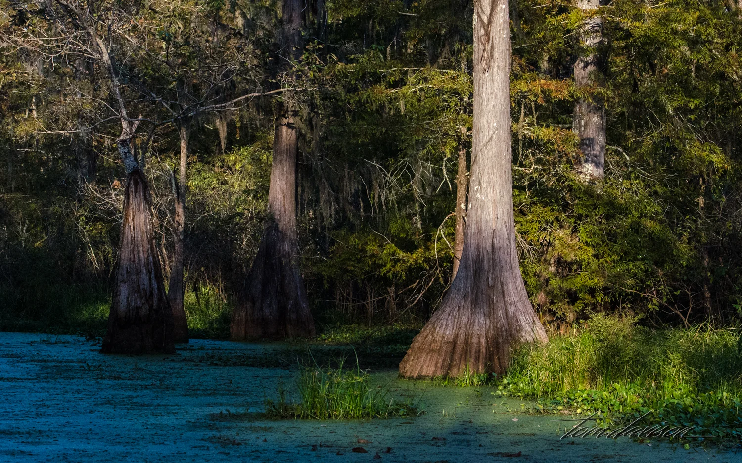TD Swamp (306 of 48).jpg