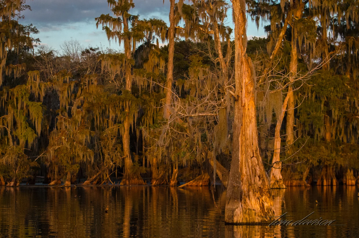 TD Swamp (315 of 48).jpg