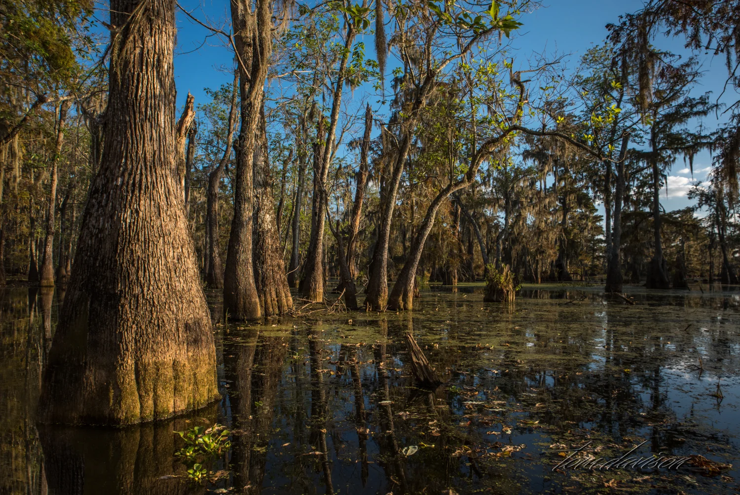 One of the first impressions I got as we started out on the swamp was that it is a messy looking place. There is so much abundant life everywhere, including below the surface of the water.