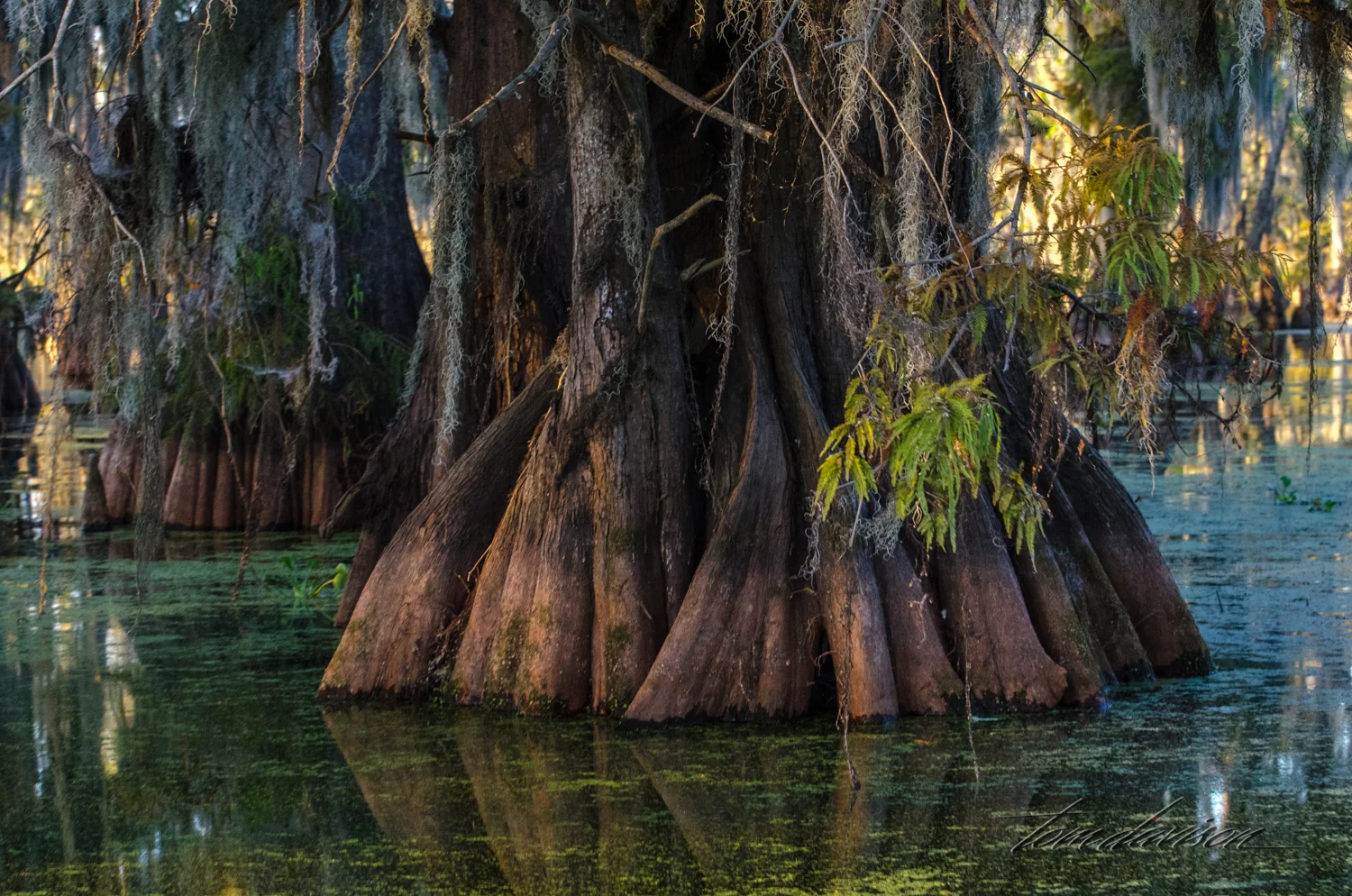 TD Swamp (309 of 48).jpg