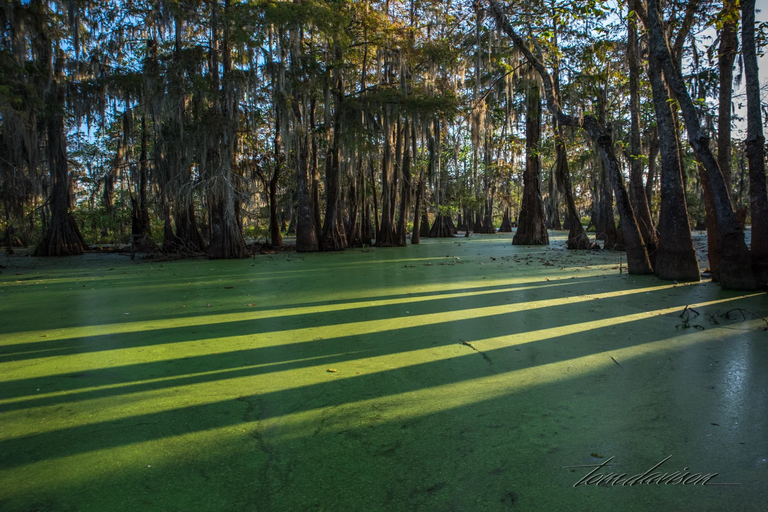 TD Swamp (324 of 48).jpg