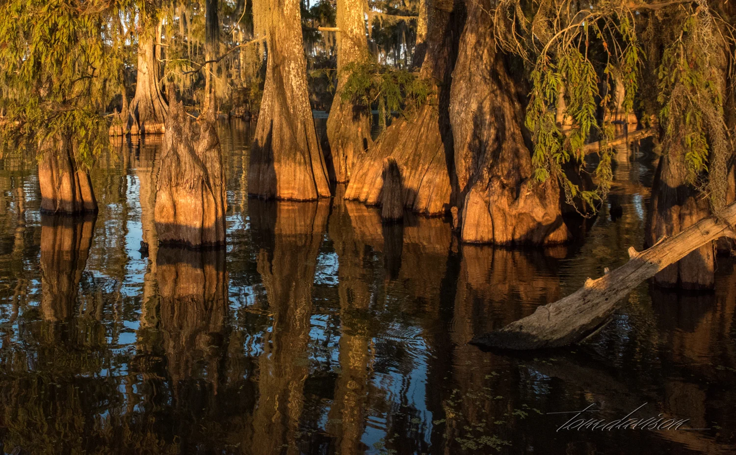TD Swamp (334 of 48).jpg