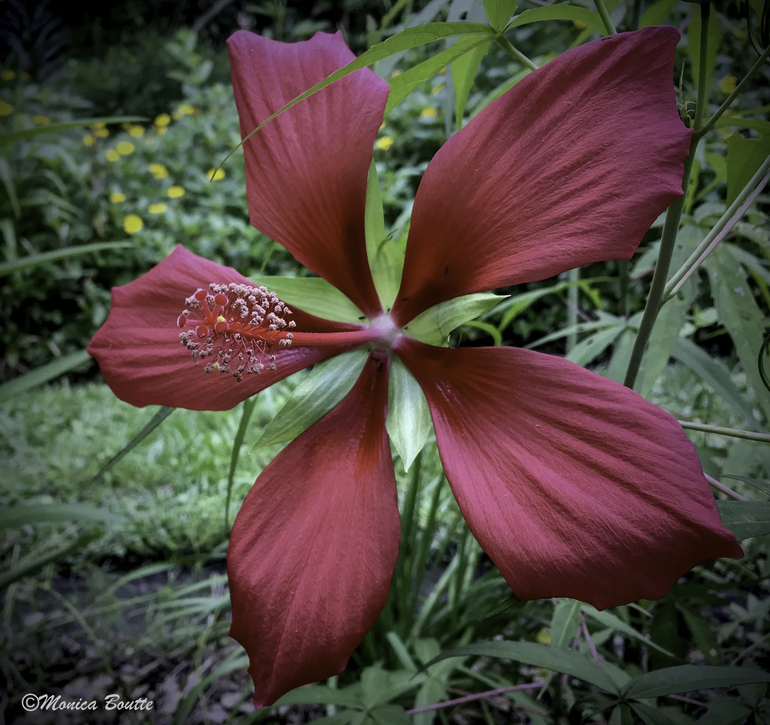 MB Humble Earth Garden-23.jpg