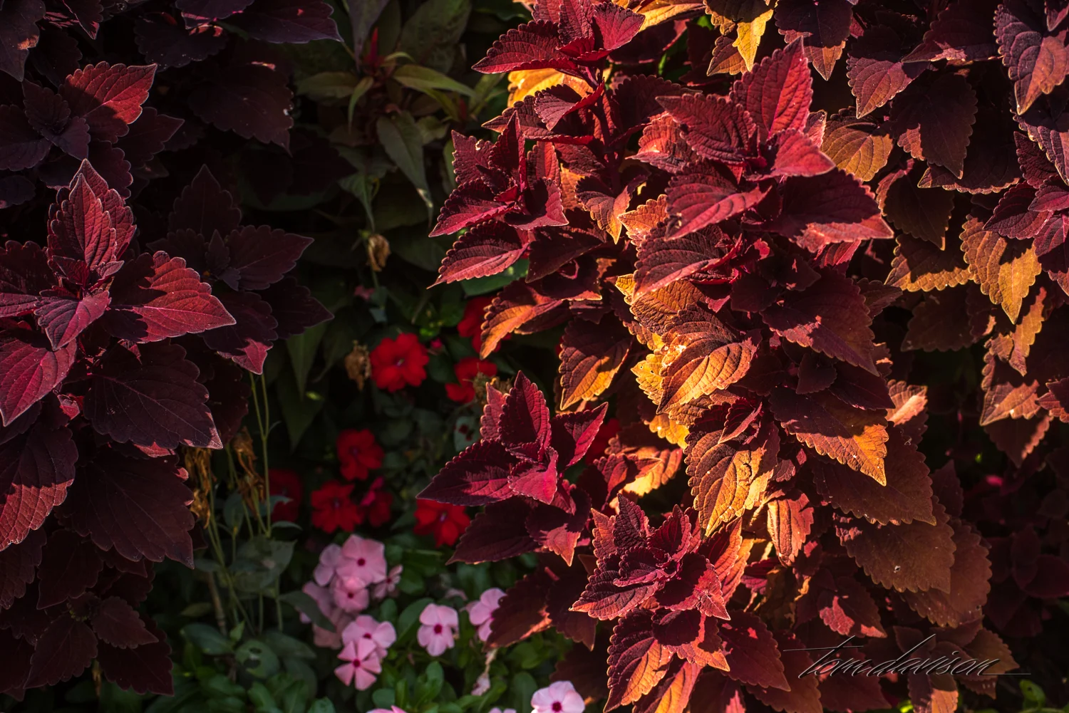 TD Botanical (348 of 98).jpg