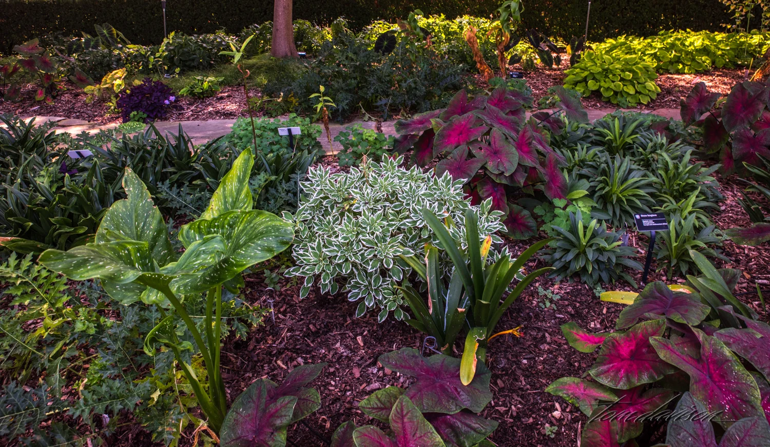 TD Botanical (332 of 98).jpg