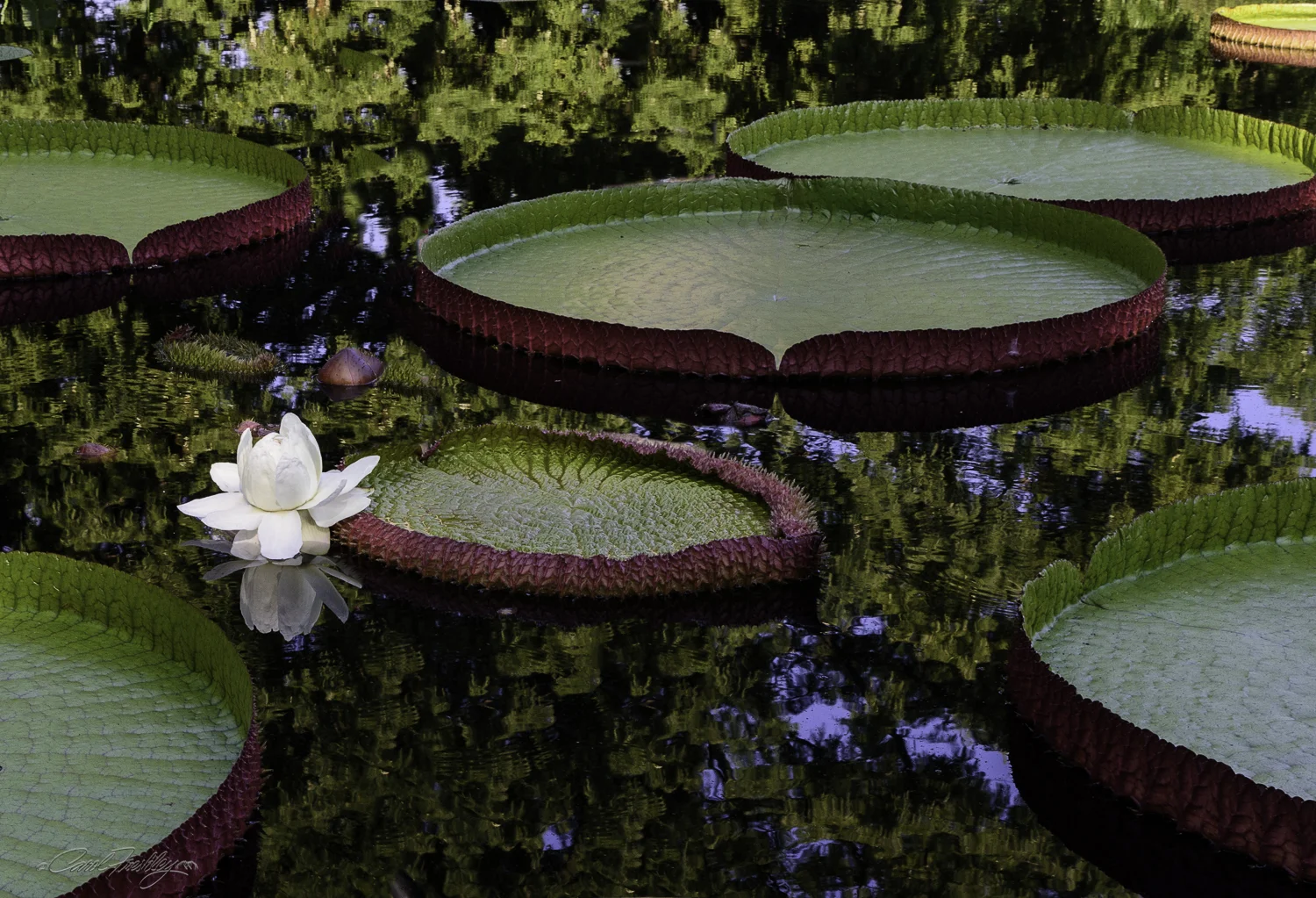MO Botanical Gardens-9.jpg
