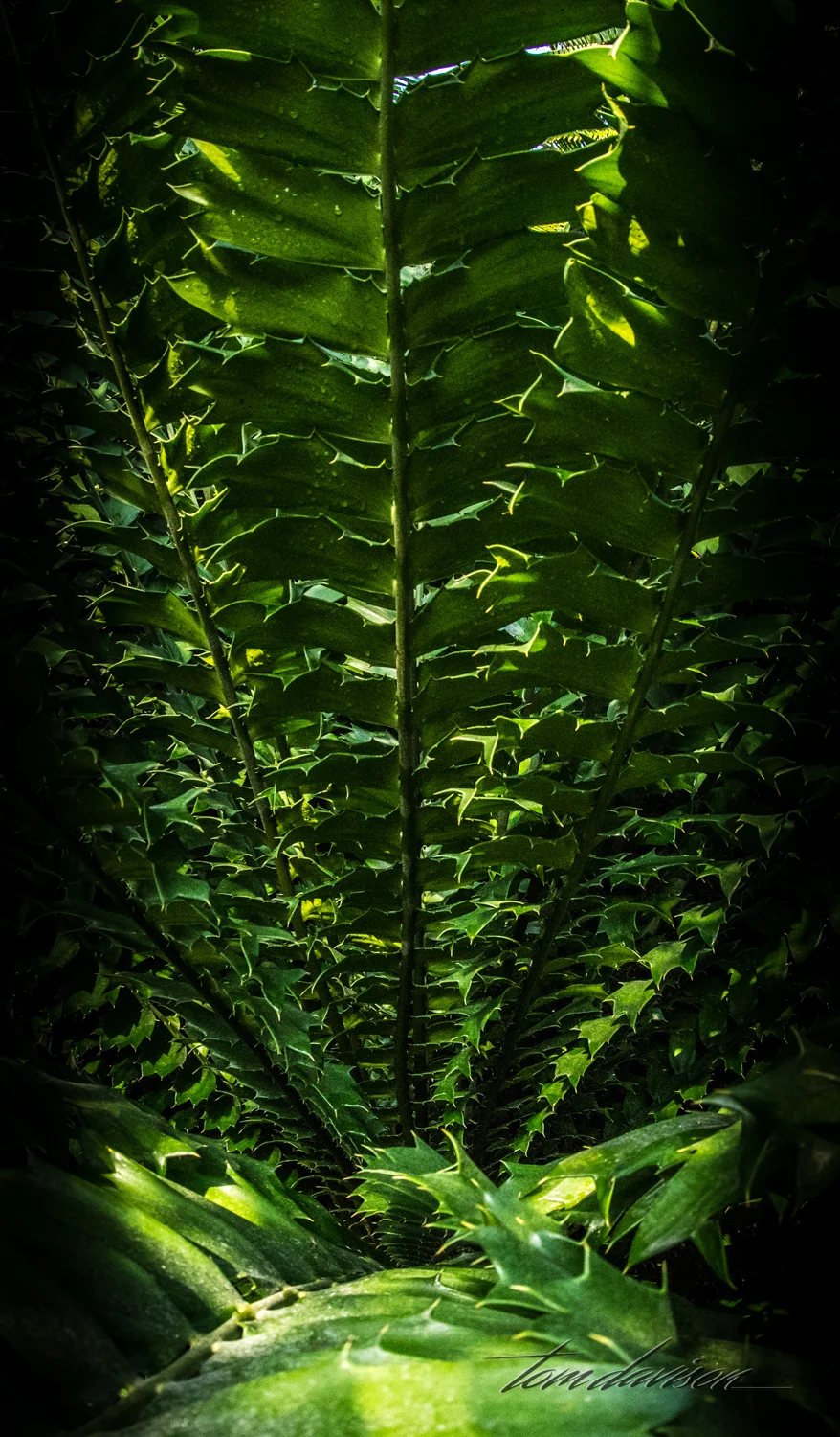 TD Botanical (374 of 98).jpg