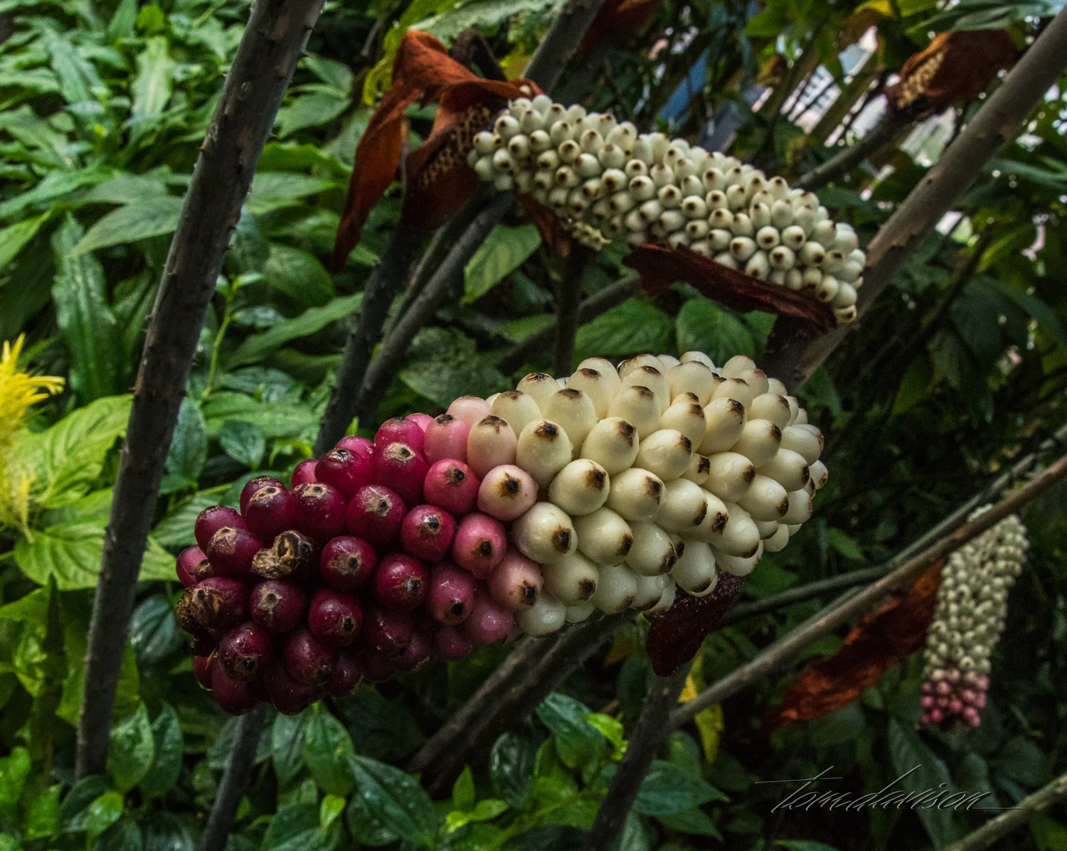 TD Botanical (379 of 98).jpg