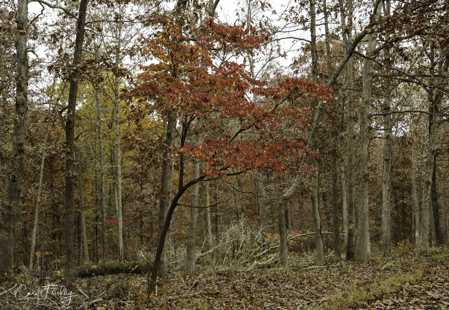 Blanchard Springs Campgrounds-25.jpg
