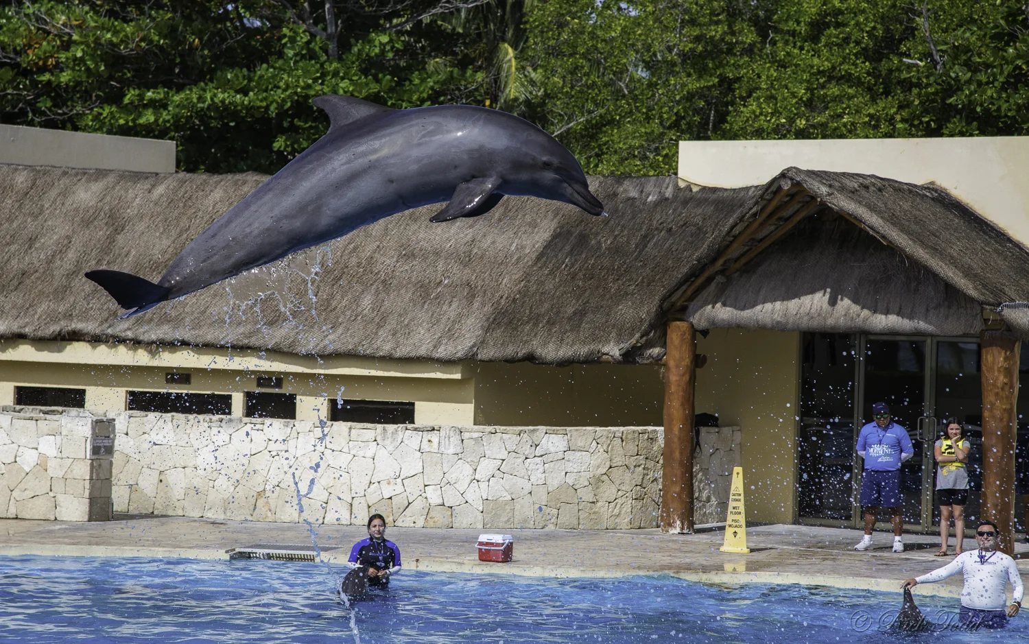 Whoa! Drips, water droplets, stopped action . . . this is the dolphin show at the resort. I went back and checked the metadata. He took this at 1/1000.