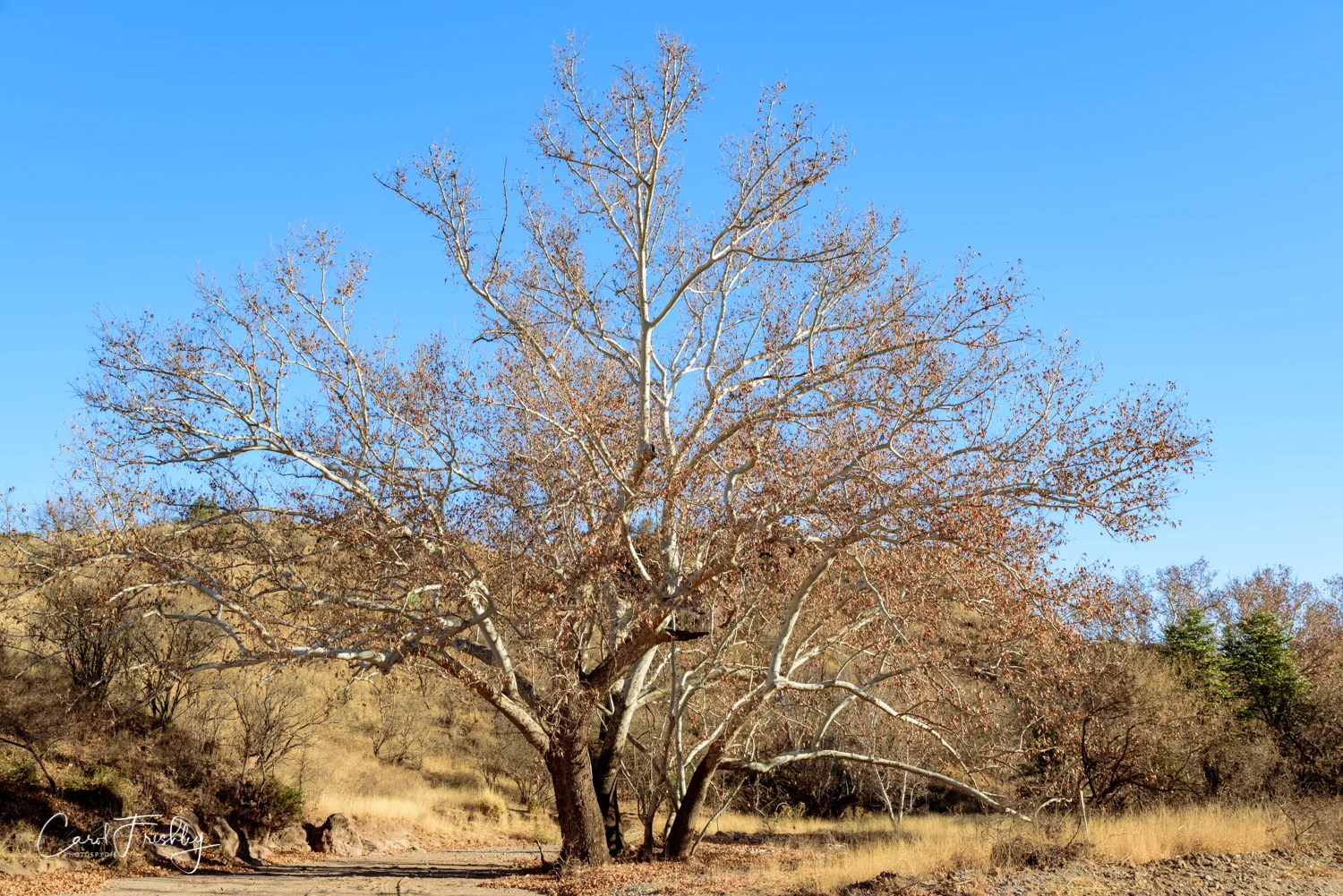 Huachuca Mountain Loop-1-1.jpg