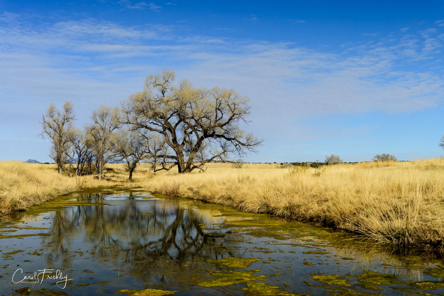 This is the San Pedro River. We spent quite a bit of time there trying to get creative reflections of the trees, grass and scum. 