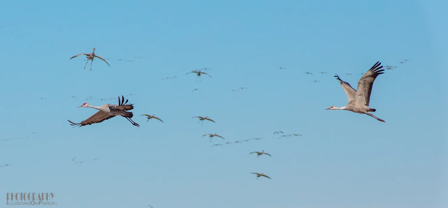 Len told me that they return in the midday to rest before going back out in the early afternoon. That approach sounded much more appealing to us. We returned twice more to watch them come back to the ponds.