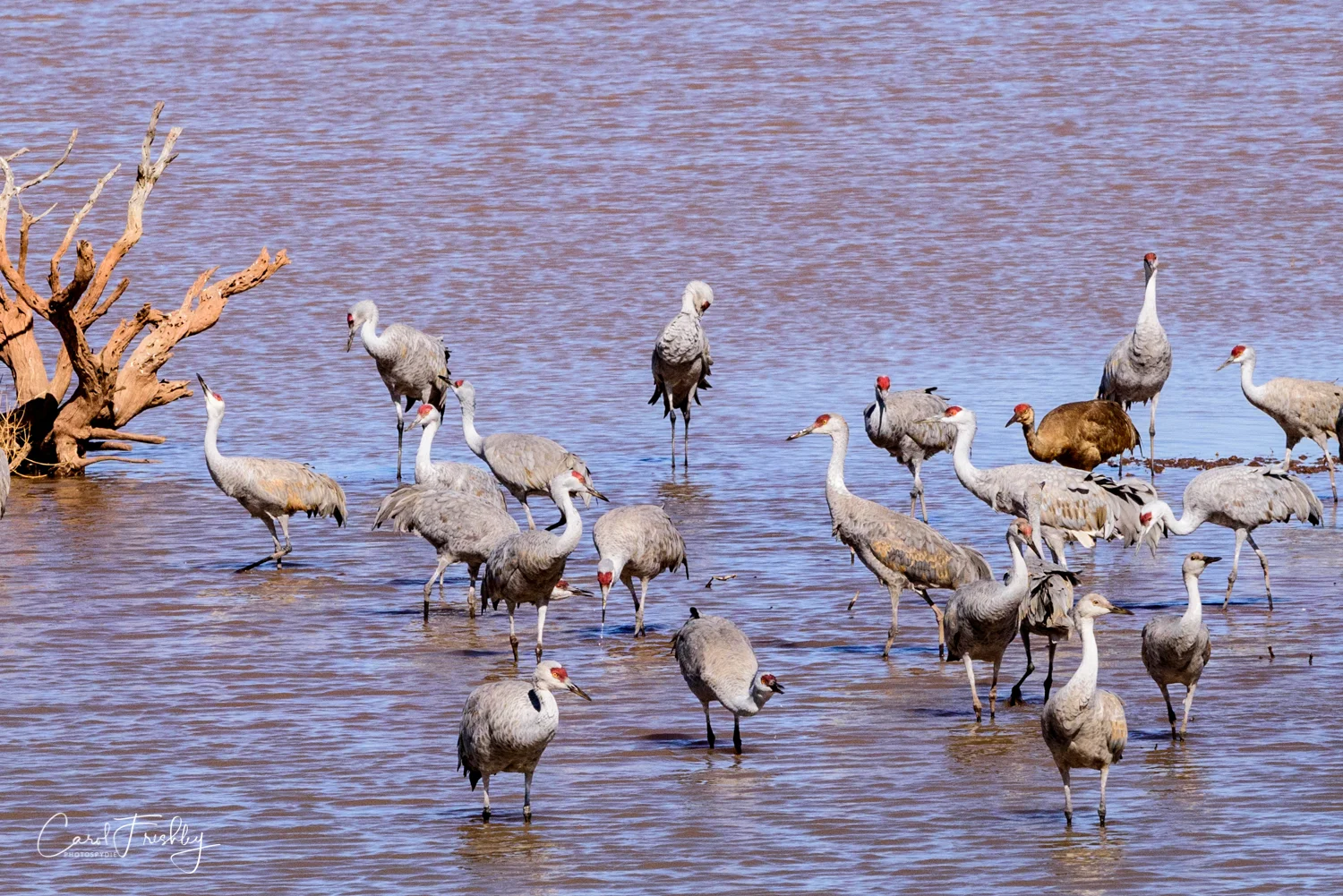 I was told by another photographer that brown Sand Hill Cranes are what is found on the East Coast. Not sure if that is true. This brown bird looked a bit out of place.