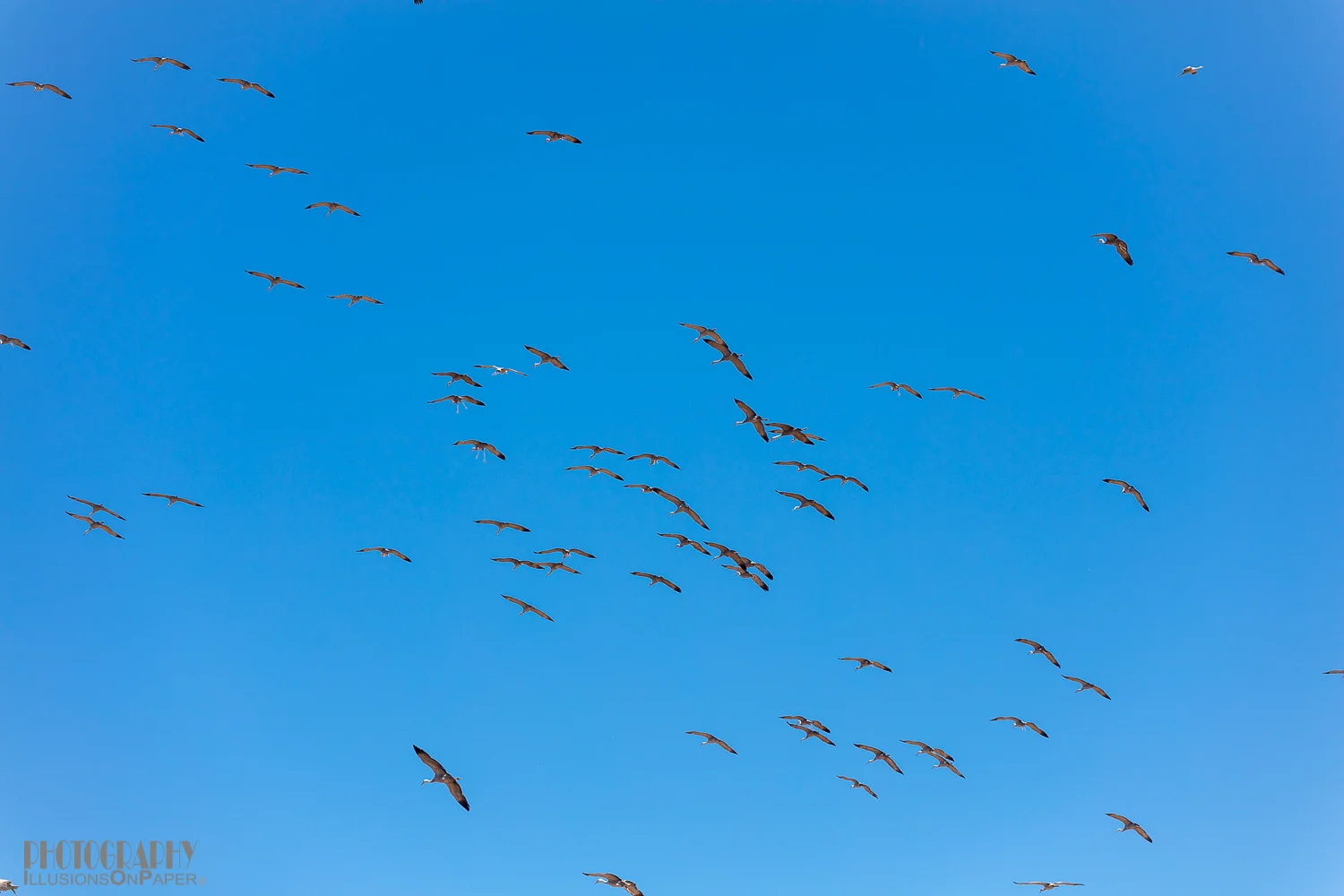 When the cranes do return they do so in waves, some as many as 100+ birds.