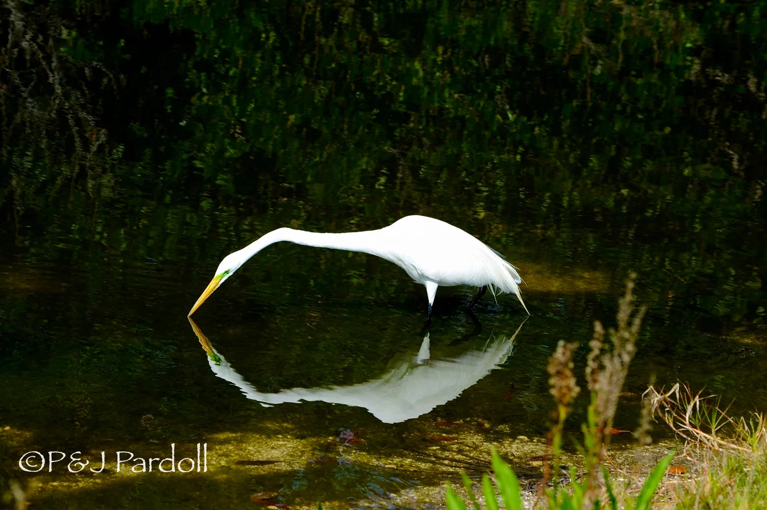 Great Egret