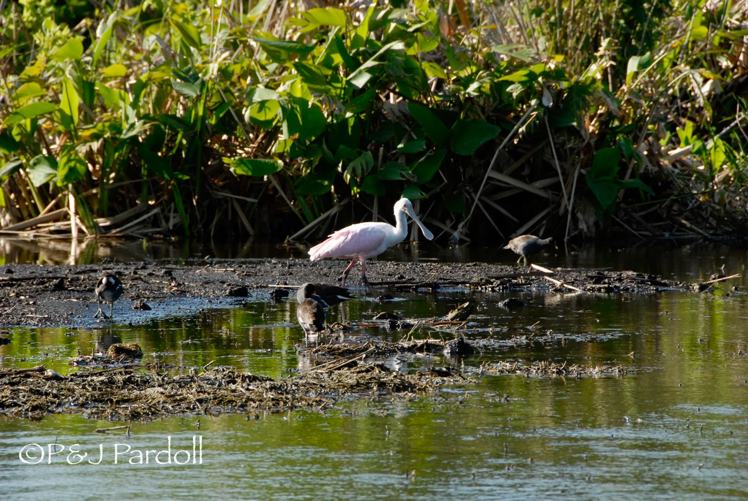 Spoonbill, young as it is still quite white.