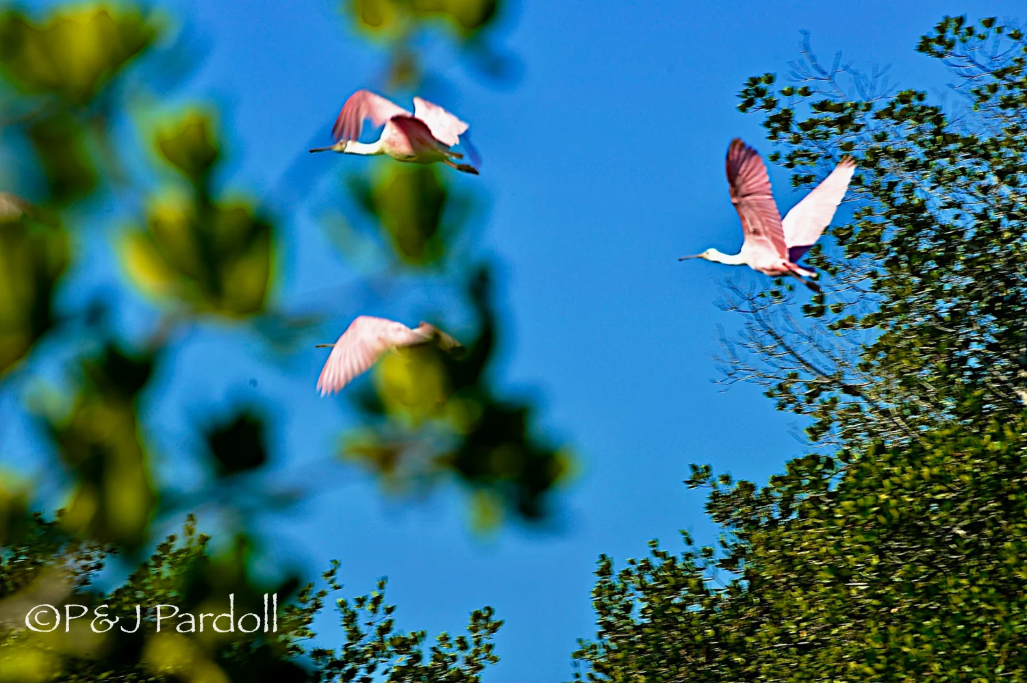 Spoonbills