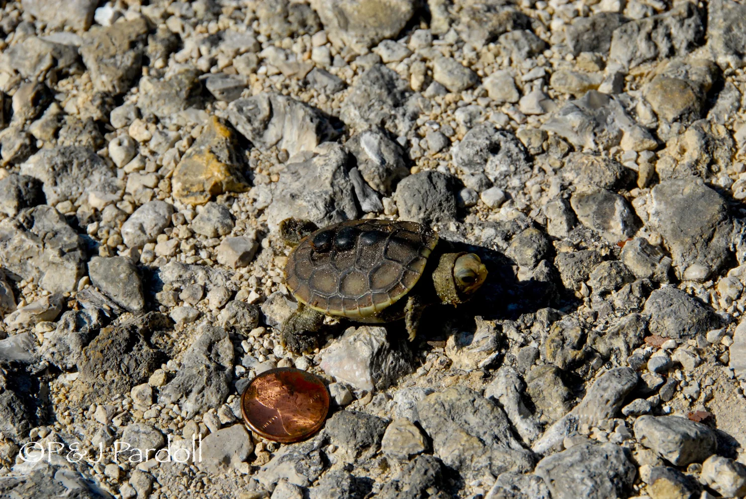 Tiny turtle