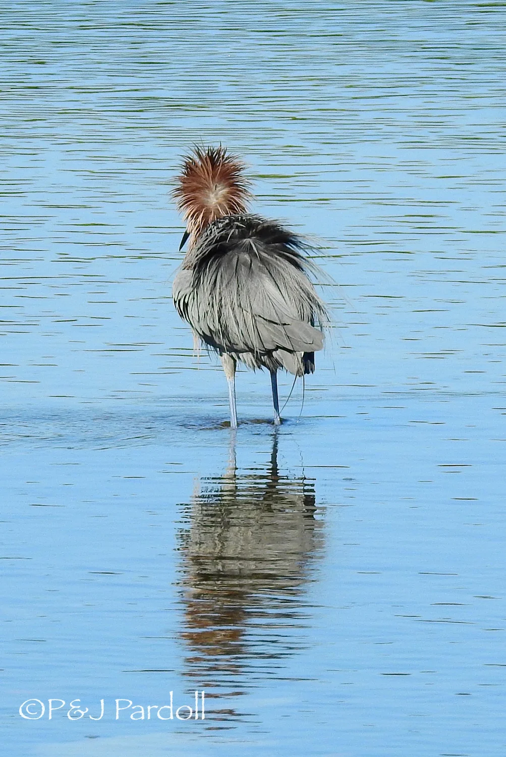 Reddish Egret