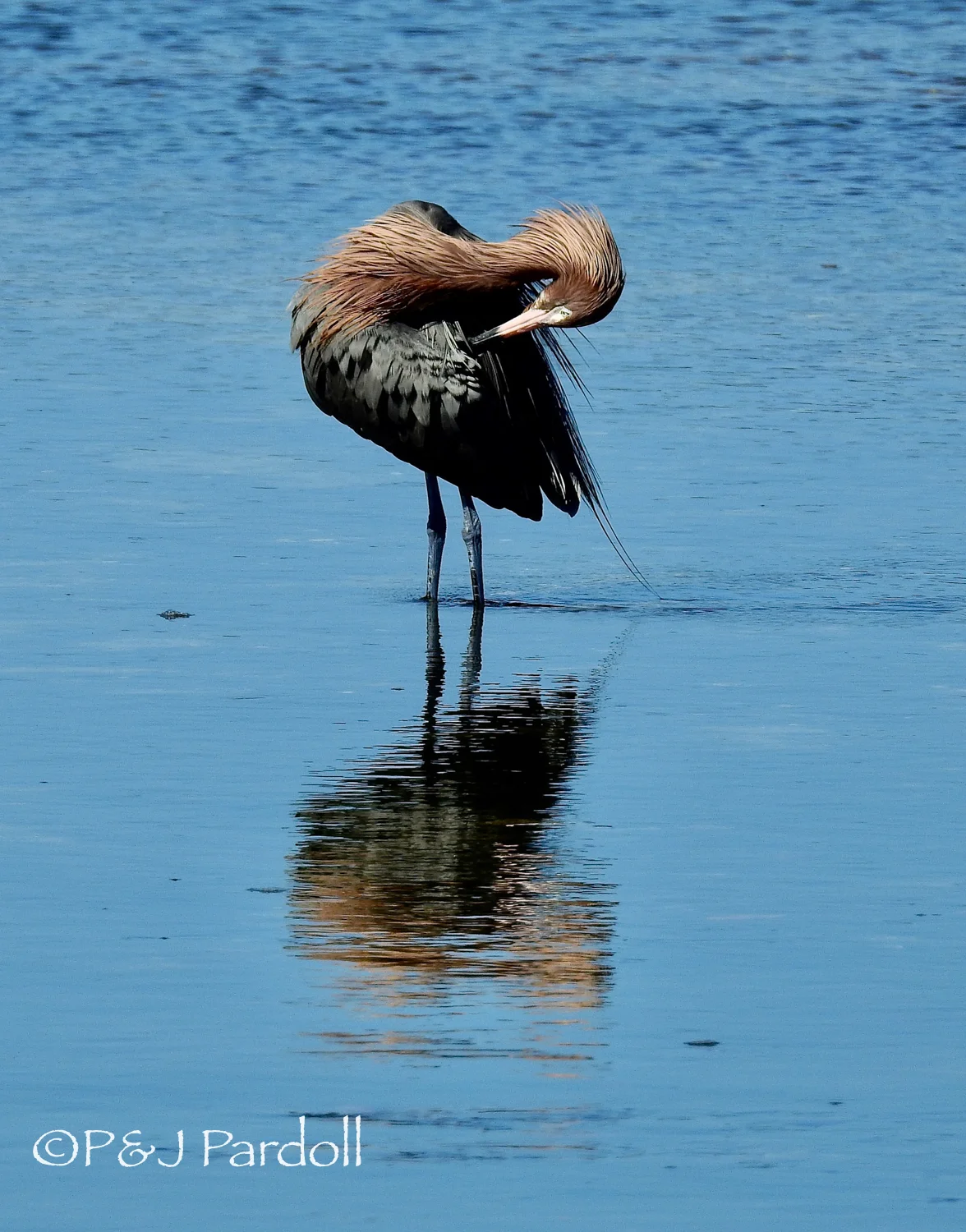 Reddish Egret