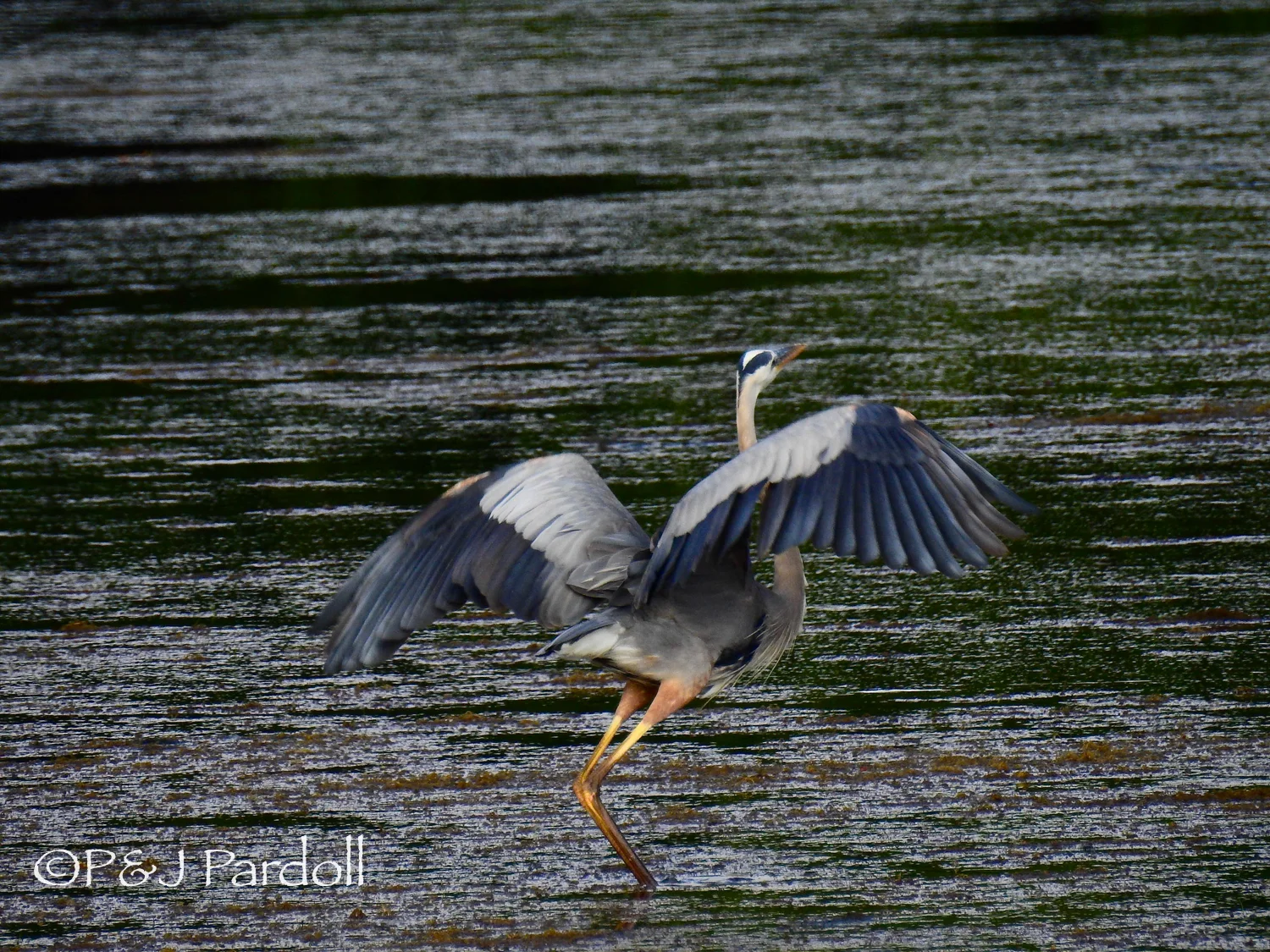 Great Blue Heron