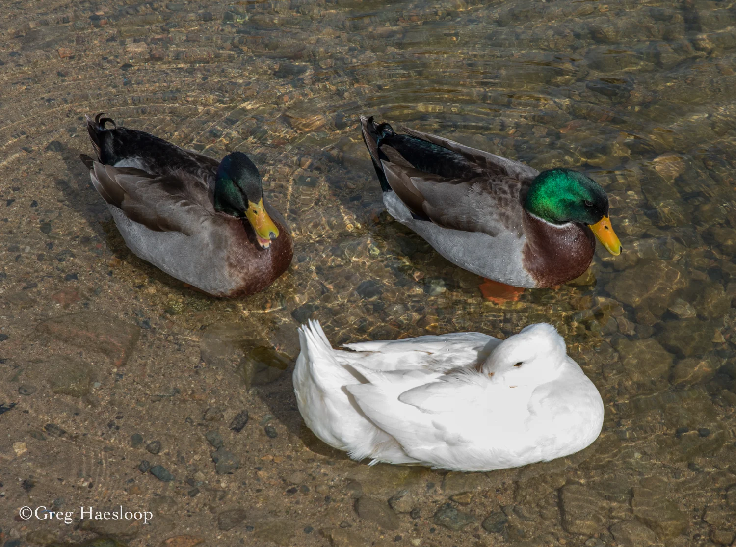 GH Watson Lake-8.jpg