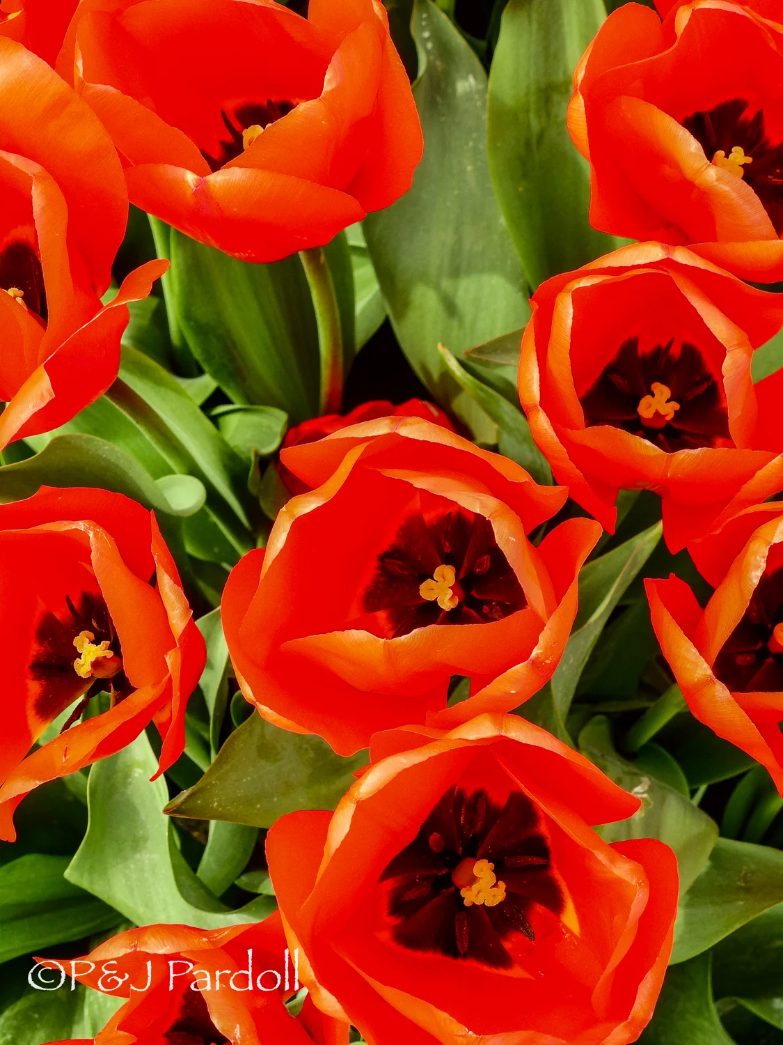 Tulip Town