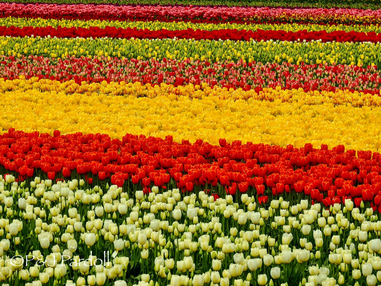 Tulip Town