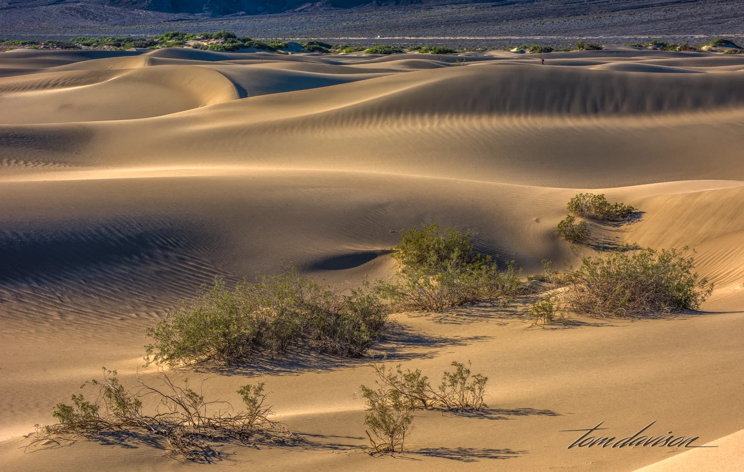 Dunes TD-28.jpg