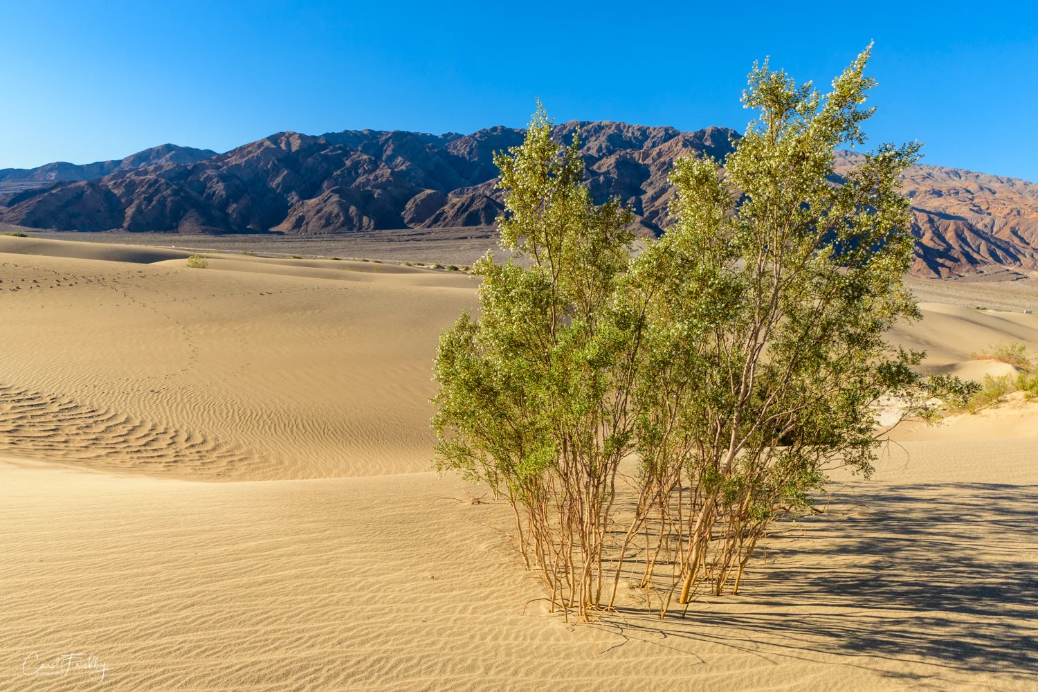 Mesquite Flat Sand Dunes-28.jpg