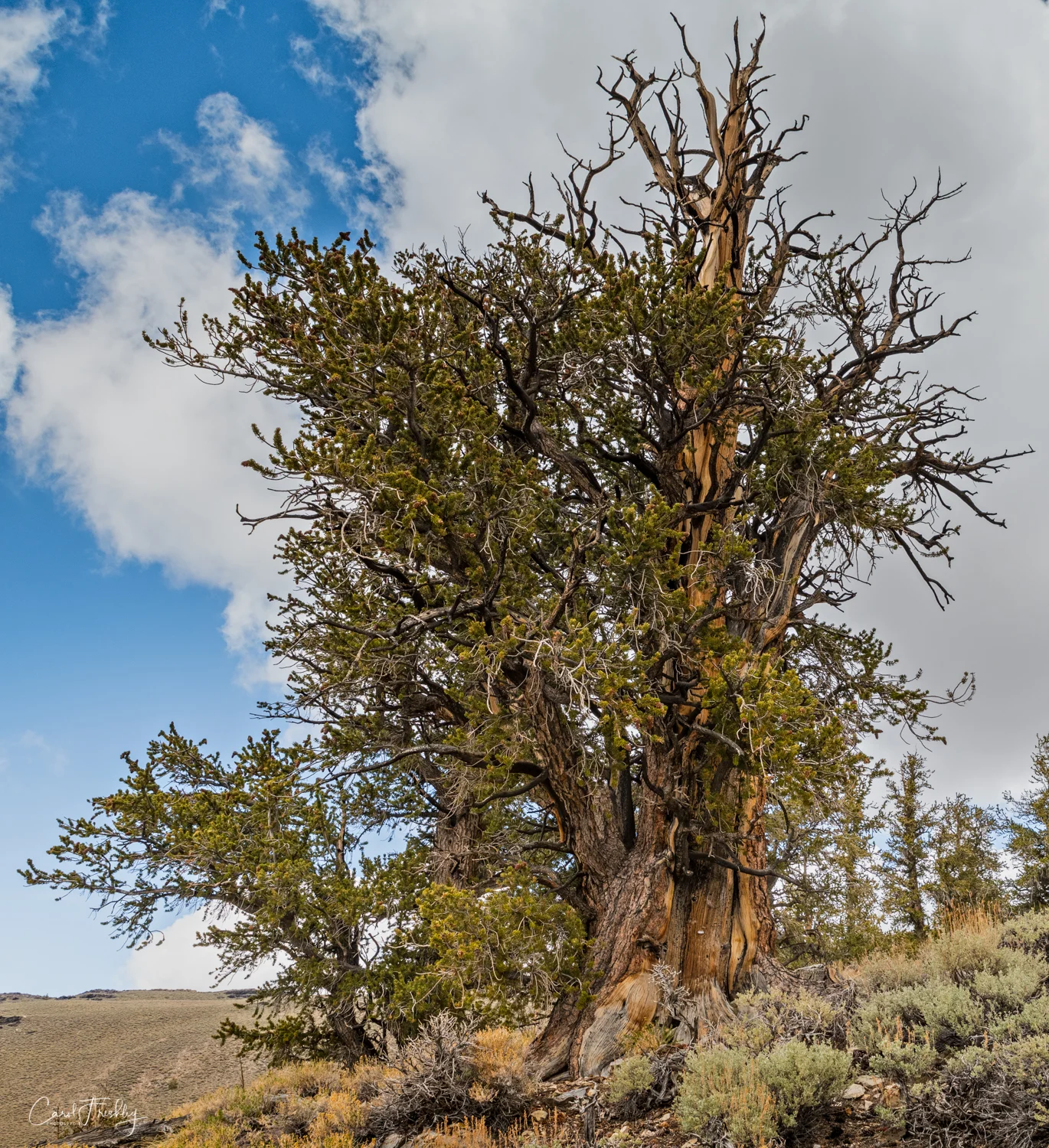 Ancient Bristlecones-8.jpg