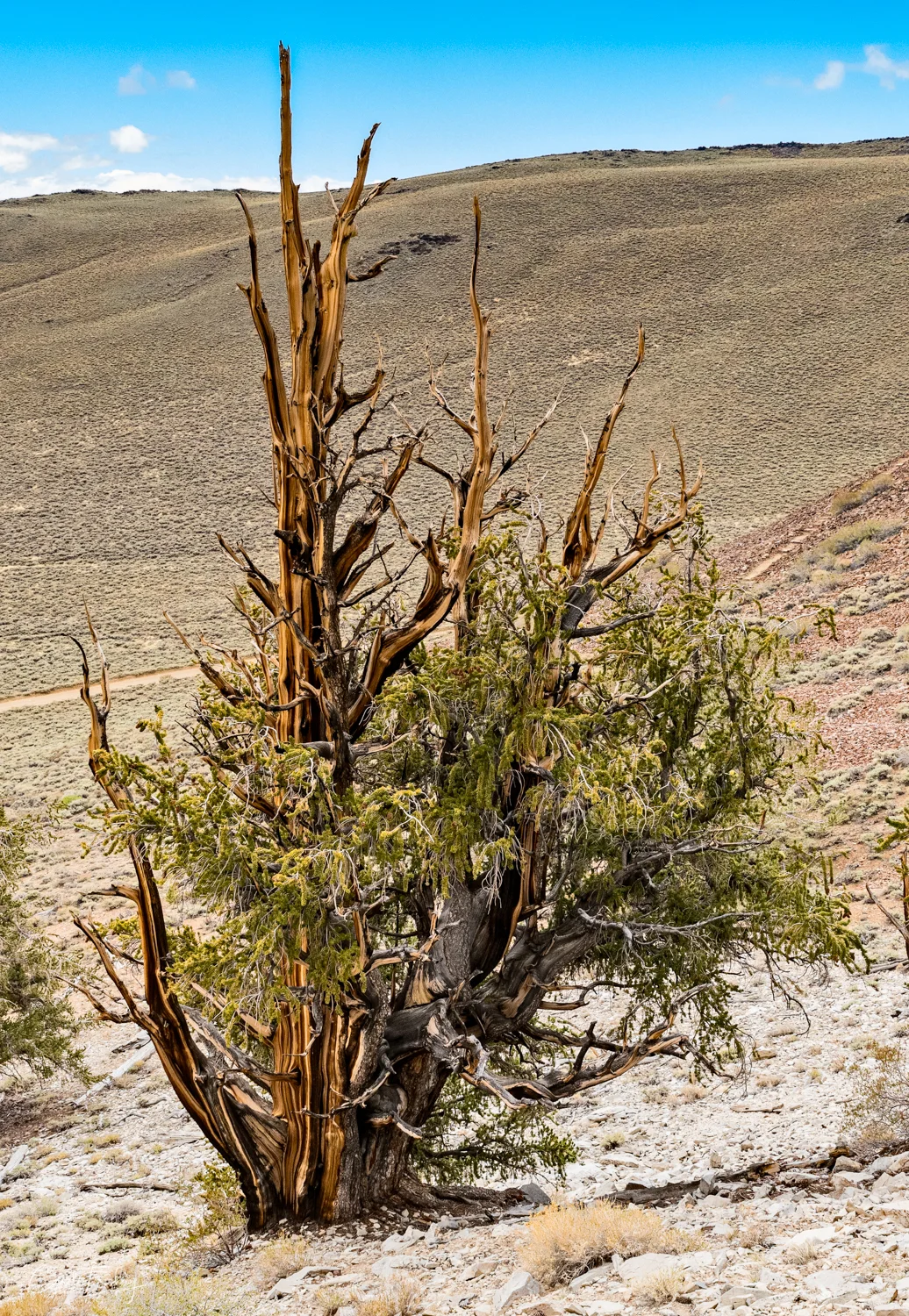 Ancient Bristlecones-22.jpg