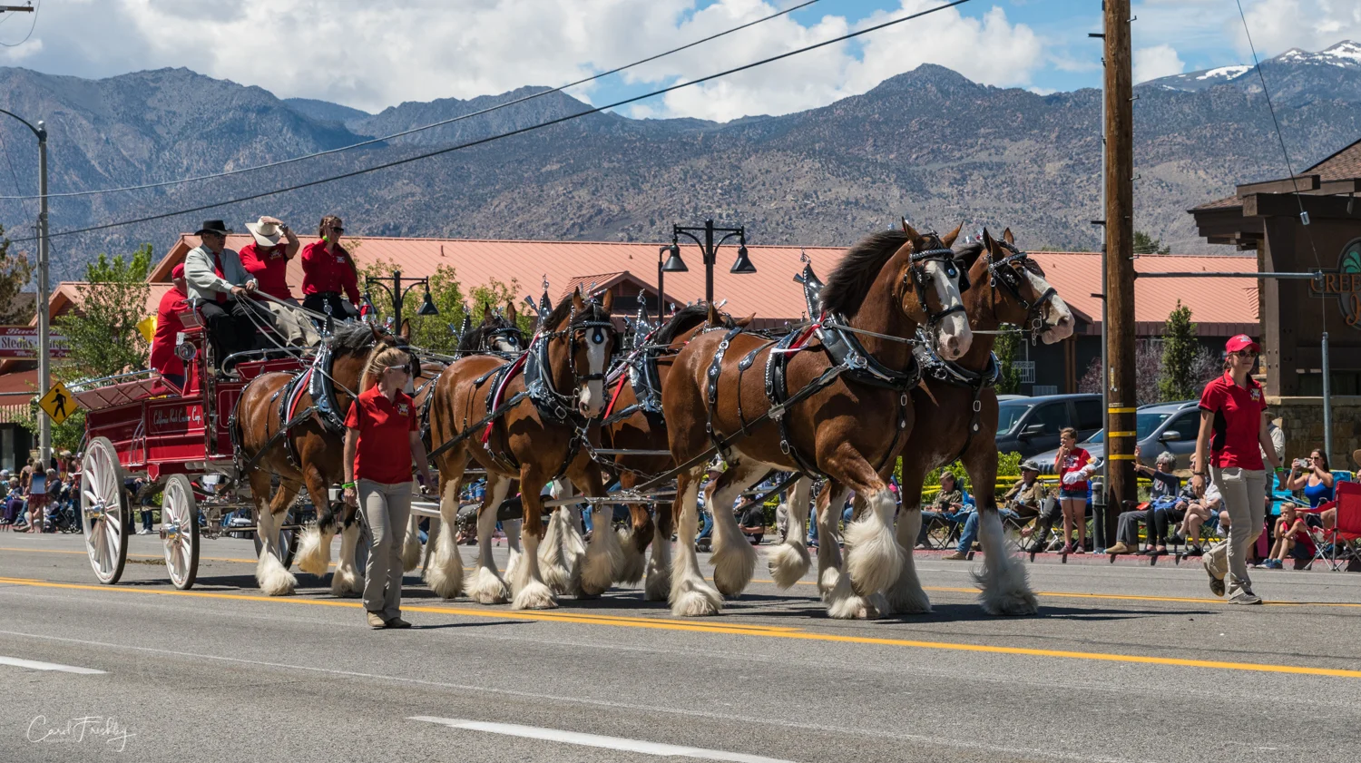 There was a small group of Clydesdales.